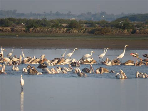 大塩湿地！干潟と渡り鳥の楽園を満喫しよう！